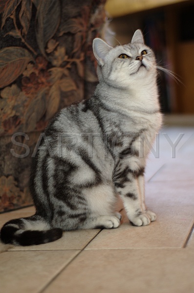 BRITISH SHORTHAIR 047.jpg